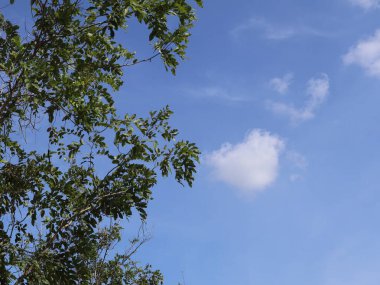 beautiful tree branches, natural background