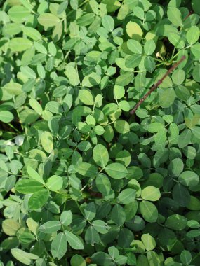 yeşil yapraklar arka plan, bitki örtüsü