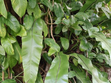 green banana leaf background, green leaf texture
