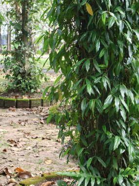 Parkın güzel manzarası