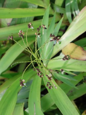 Güzel botanik fotoğrafı, doğal duvar kağıdı.