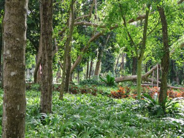 Bahçedeki yeşil ağaçlar.