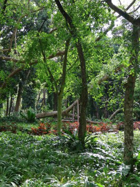 Güzel botanik fotoğrafı, doğal duvar kağıdı.