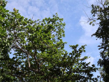 Ağaçtaki güzel yeşil yapraklar