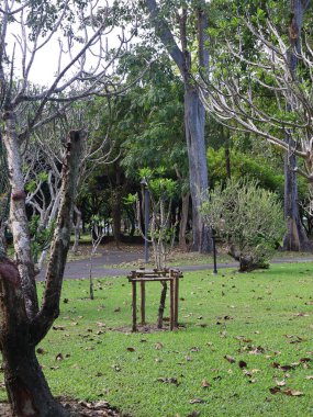 tropical garden, beautiful photo digital picture