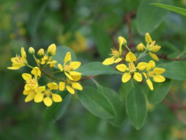 Güzel botanik fotoğrafı, doğal duvar kağıdı.