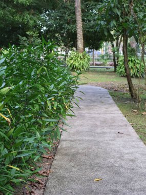 Bahçedeki yeşil bitkiler