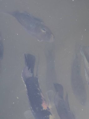 underwater view of a black sea