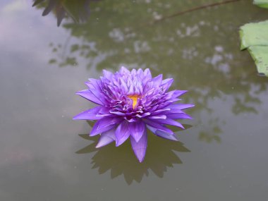 Gölette nilüfer çiçeği