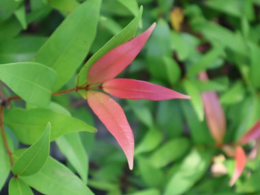 Bahçede kırmızı yapraklar