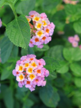 Bahçedeki güzel çiçekler