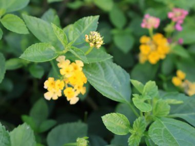 Bahçedeki güzel çiçekler