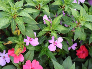 Bahçedeki güzel çiçekler