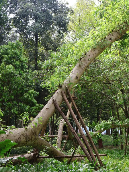 Parkın güzel manzarası