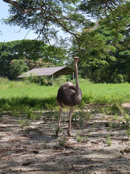 Savanadaki devekuşu.