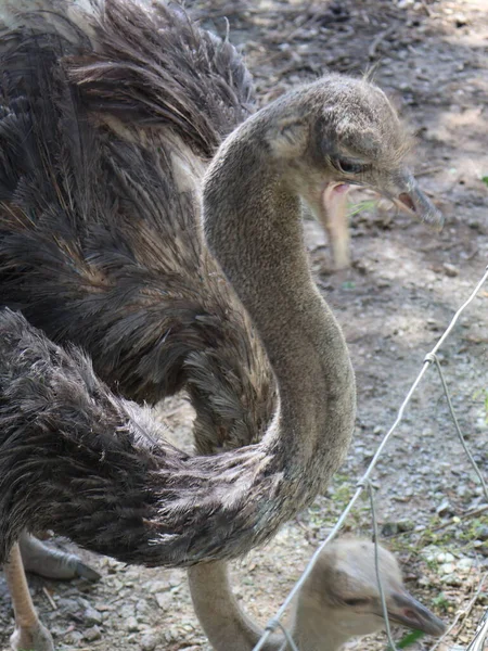 a closeup shot of a young bird in the zoo
