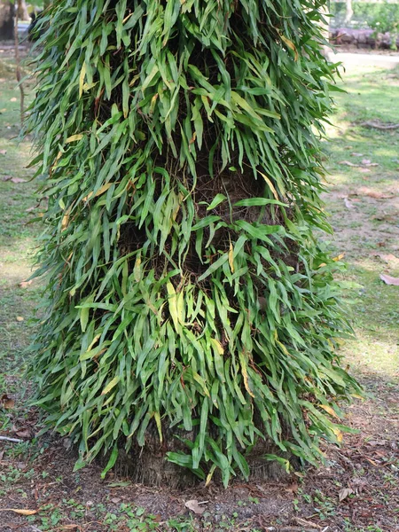 close up of a tree with a green leaves in the garden