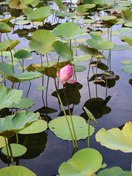 Gölette nilüfer çiçeği