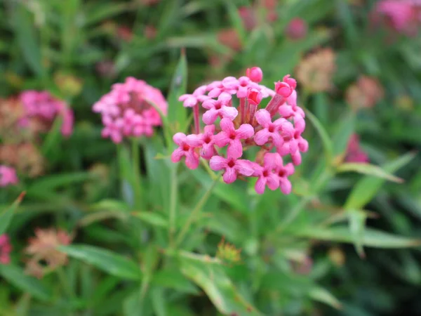 Bahçedeki güzel çiçekler