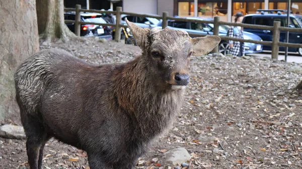 Şirin bir geyiğin yakın plan fotoğrafı.
