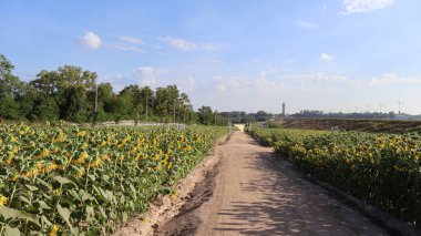 Yazın ayçiçeği tarlası