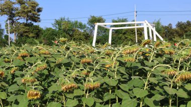 Güzel ayçiçeği alanında büyüyen