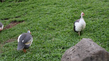Güzel beyaz ve siyah bir kuşun yakın çekimi.