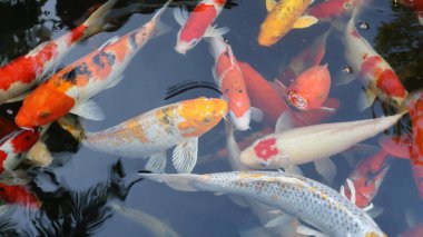 Koi balığı gölde