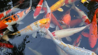 Suda sazan balığı, yaklaş.