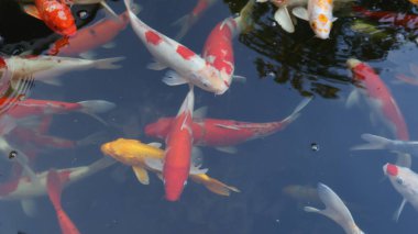 Göldeki koi balığı.