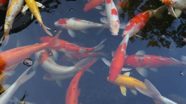 Koi balığı gölette yüzer.