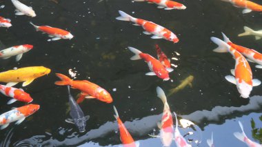 Sudaki koi balığı