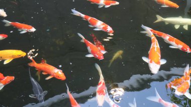 Göldeki koi balığı.