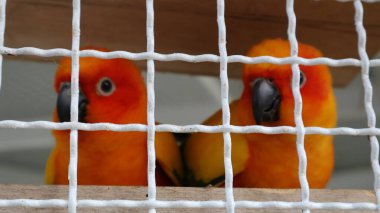 Kafeste oturan iki turuncu papağan.