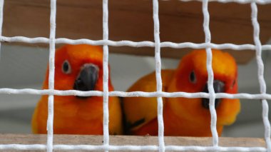 Kafesteki sarı ve kırmızı papağanlar