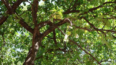 Bir ağaç dalını kapat