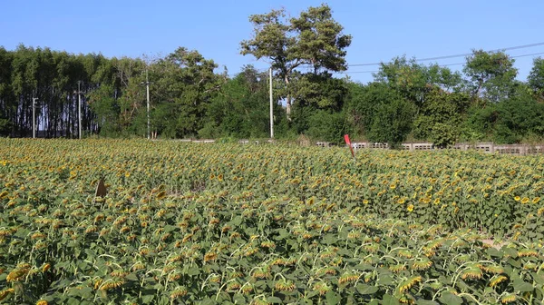 Sarı çiçekli tarla