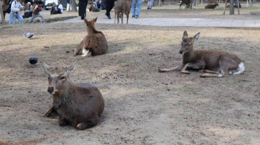 Nara hayvanat bahçesindeki geyik, Japonya