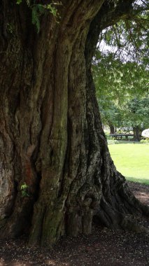 Parktaki ağaç