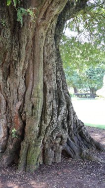 Parktaki bir ağaç gövdesinin dikey görüntüsü.