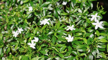 Bahçede yasemin çiçeği