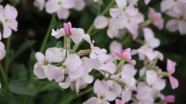 Bahçedeki güzel çiçekler