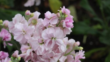 Pembe ve beyaz ortanca çiçeği.