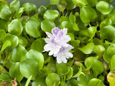 Bahçedeki güzel çiçekler