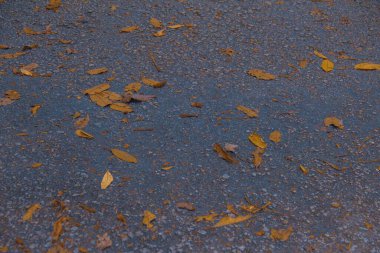 Yere Düşen Yapraklar Doğada Sessiz Geçiş