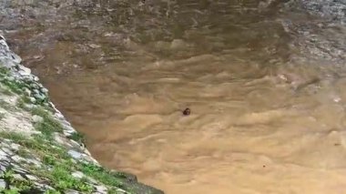 Malezya 'da, temiz suyun kayalar ve yemyeşil bitki örtüsünden aktığı sakin bir yağmur sonrası akış sahnesi..