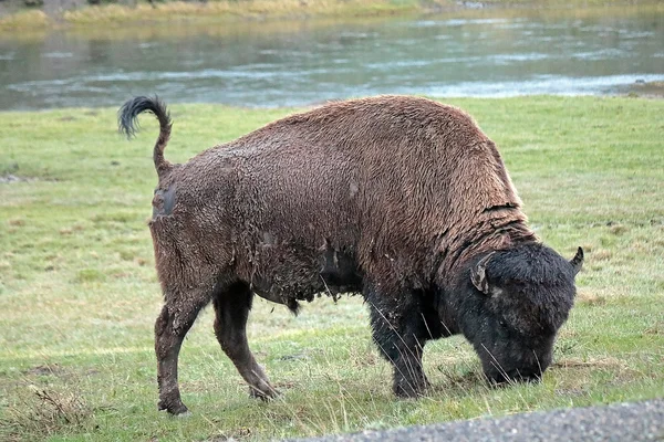 Buffalo mangia nel parco nazionale di Yellowstone, Wyoming — Foto Stock