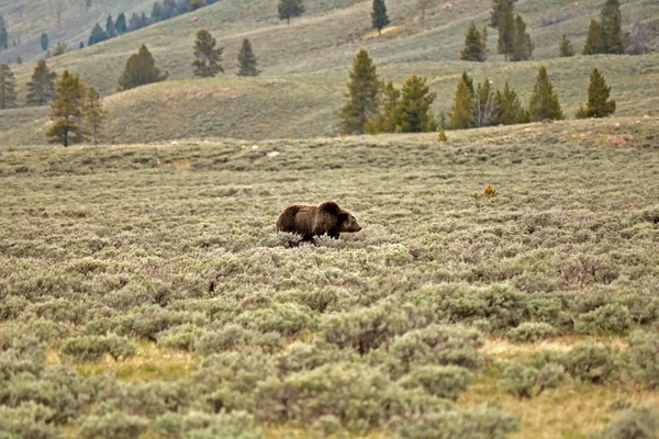 Orso grizzly nel parco di Yellowstone — Foto Stock