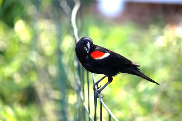 Červená okřídlená blackbird na zeleném pozadí — Stock fotografie