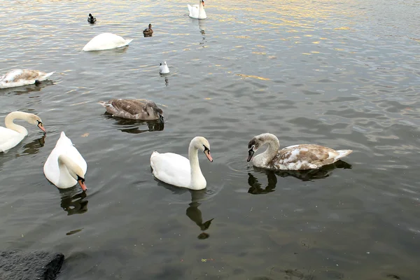 Schwäne schwimmen im Wasser — Stockfoto